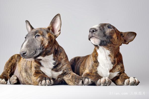 点击大图看下一张：伤感的牛头梗图片