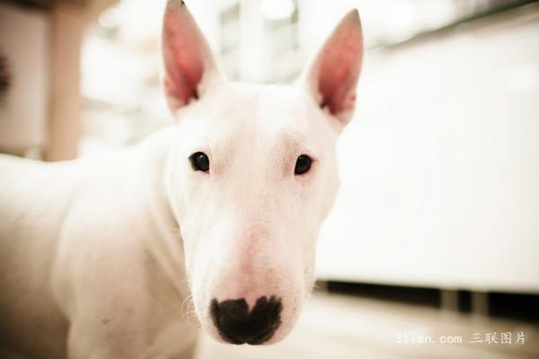 点击大图看下一张：伤感的牛头梗图片