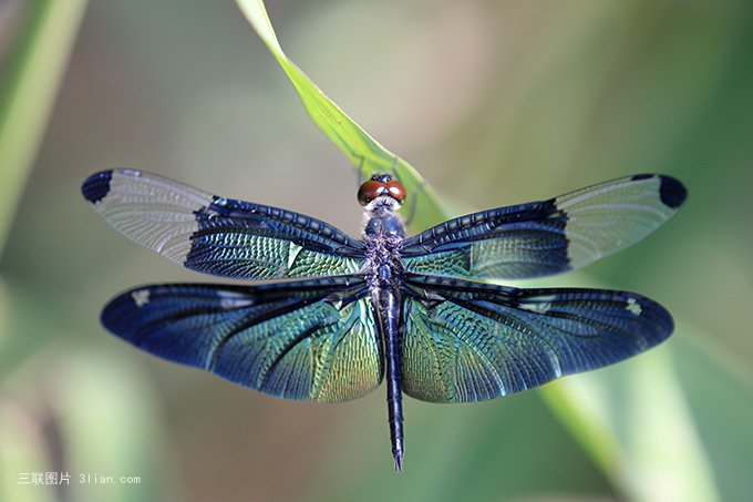 点击大图看下一张：张开翅膀的蜻蜓图片