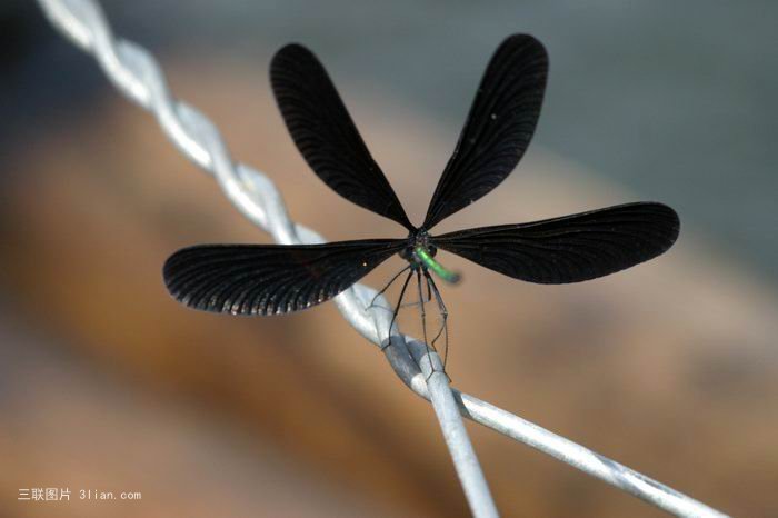 点击大图看下一张：张开翅膀的蜻蜓图片