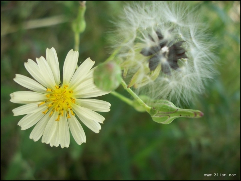 点击大图看下一张：蒲公英图片