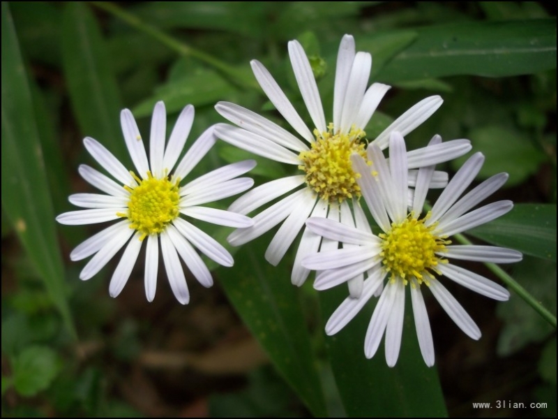 点击大图看下一张：蒲公英图片