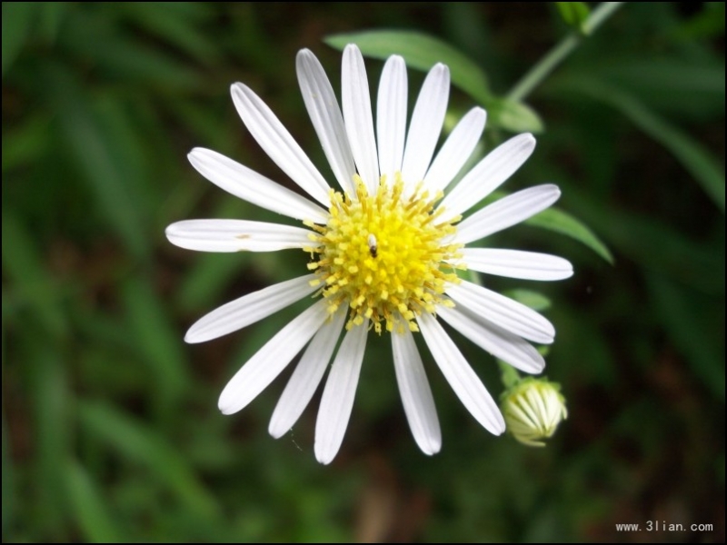 点击大图看下一张：蒲公英图片