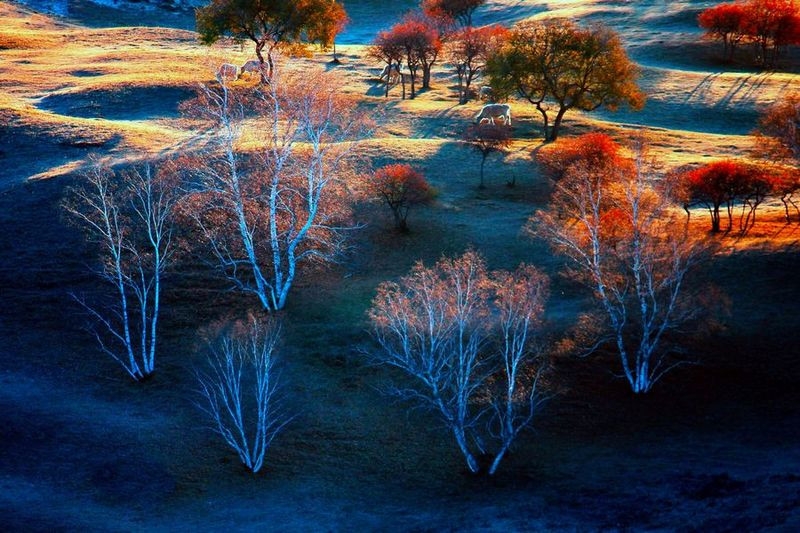 点击大图看下一张：塞外的白桦树图片