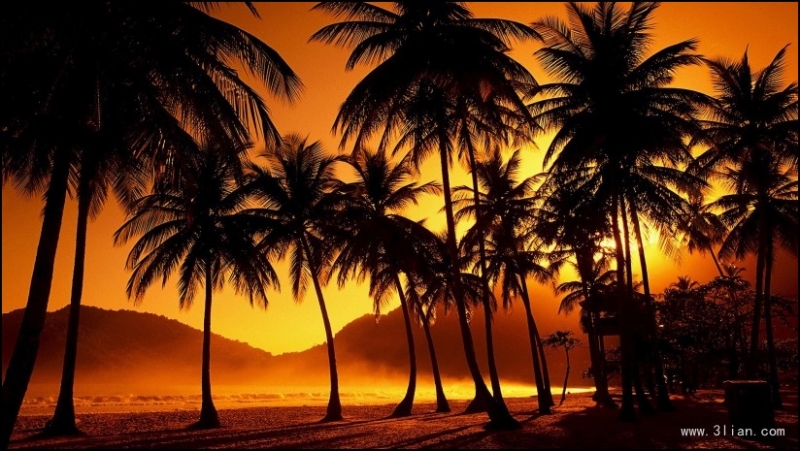 点击大图看下一张：棕榈树图片