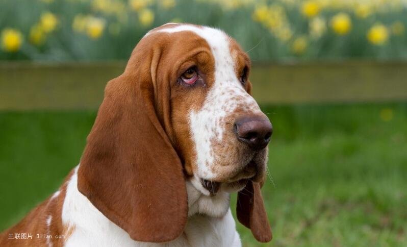 点击大图看下一张：酷酷的巴吉度名犬图片