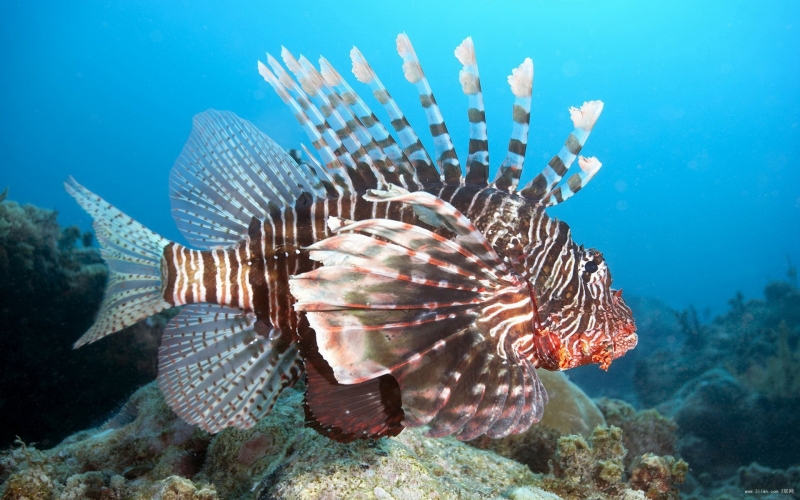 点击大图看下一张：美丽的狮子鱼图片
