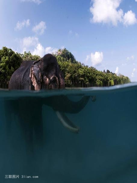 点击大图看下一张：水中游泳的大象图片