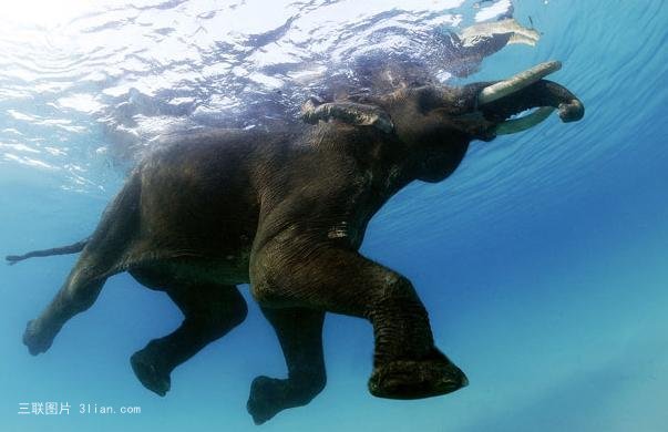 点击大图看下一张：水中游泳的大象图片