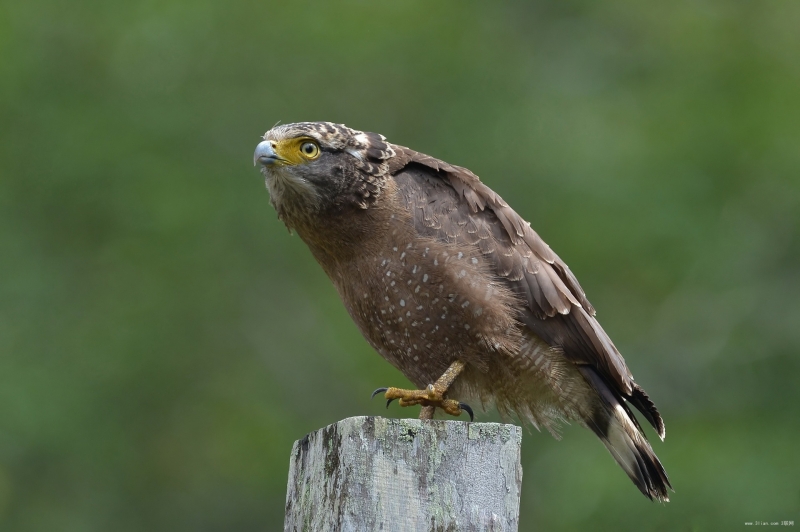 点击大图看下一张：凶猛蛇雕图片