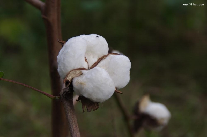 点击大图看下一张：棉花图片