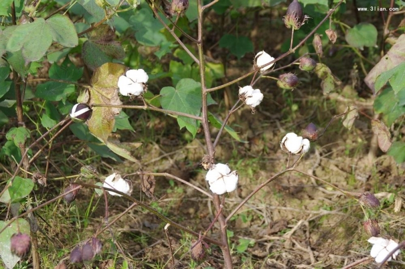 点击大图看下一张：棉花图片