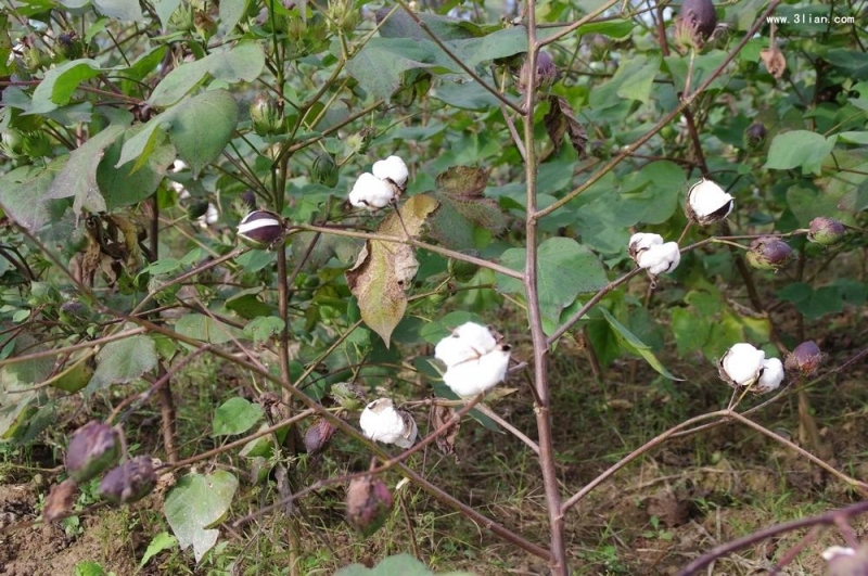 点击大图看下一张：棉花图片