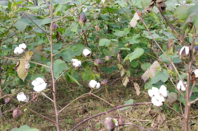 点击大图看下一张：棉花图片