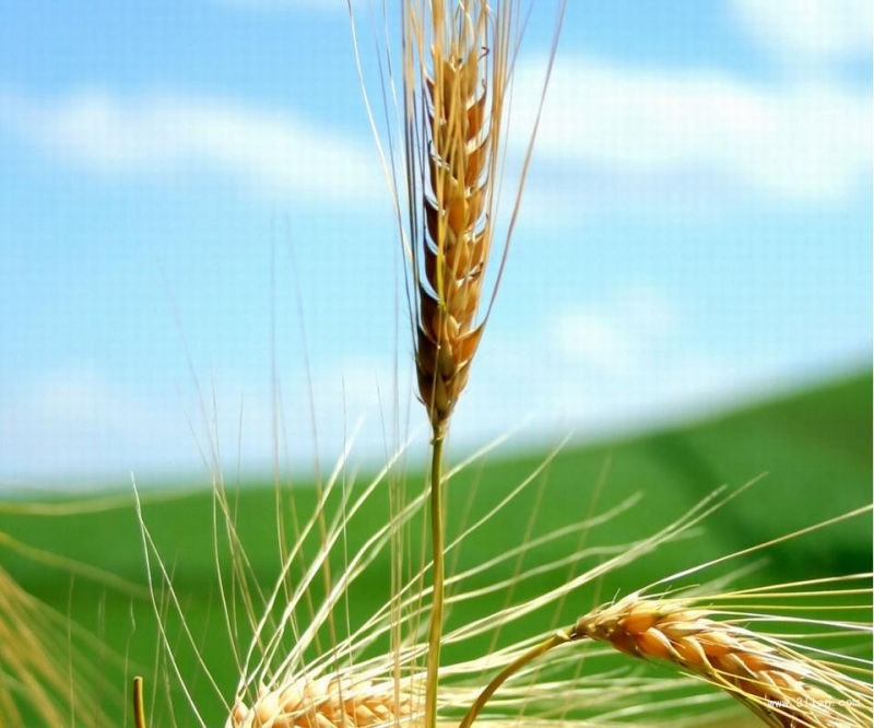 点击大图看下一张：秋天成熟的小麦图片
