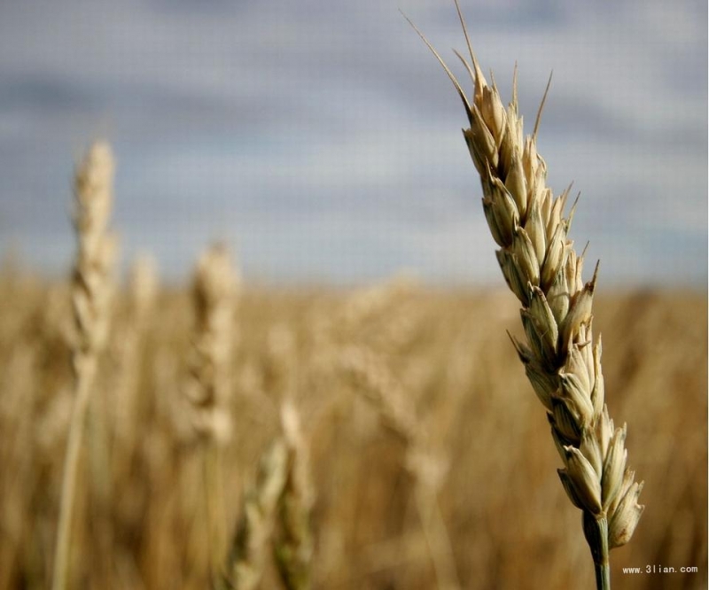 点击大图看下一张：秋天成熟的小麦图片