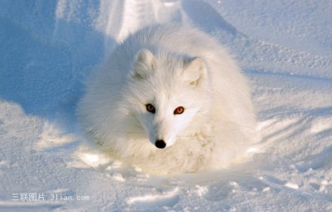 点击大图看下一张：北极狐图片