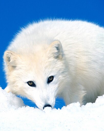 点击大图看下一张：北极狐图片