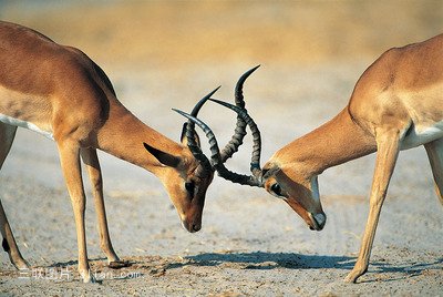 点击大图看下一张：动物美丽的羚羊图片