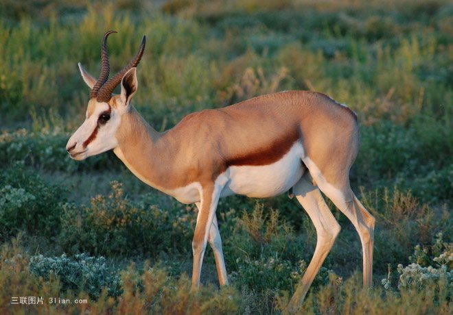 点击大图看下一张：动物美丽的羚羊图片