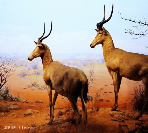 点击大图看下一张：动物美丽的羚羊图片