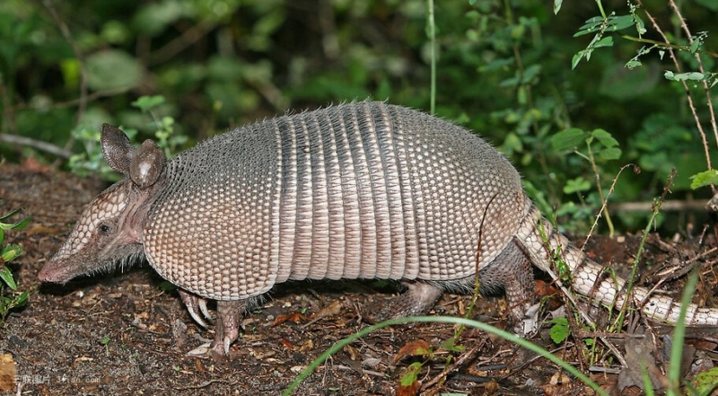 点击大图看下一张：犰狳图片