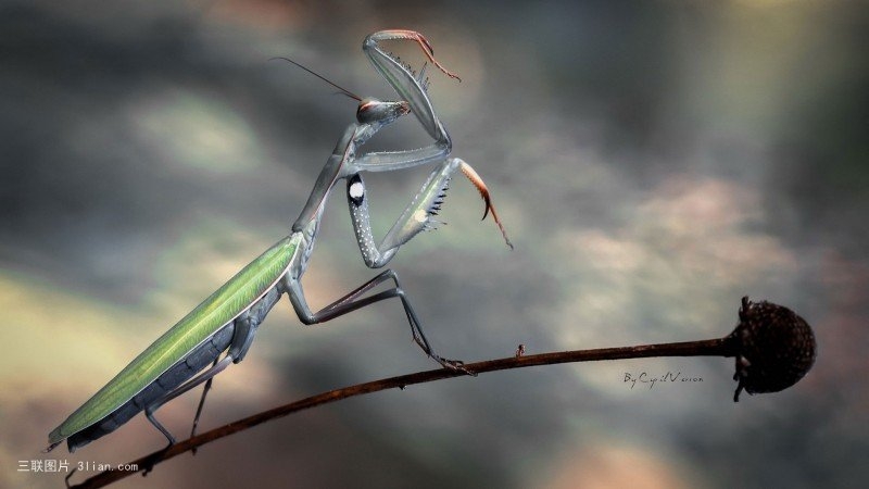 点击大图看下一张：树叶上的螳螂图片