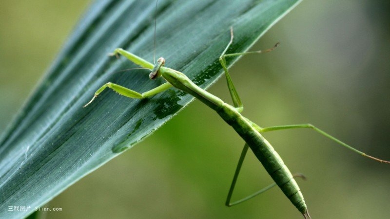 点击大图看下一张：树叶上的螳螂图片