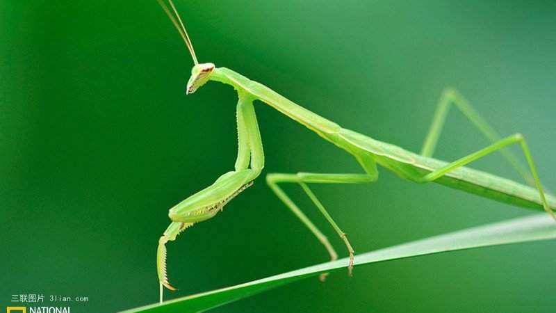 点击大图看下一张：树叶上的螳螂图片