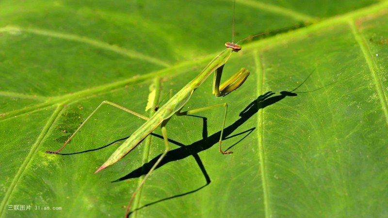 点击大图看下一张：树叶上的螳螂图片