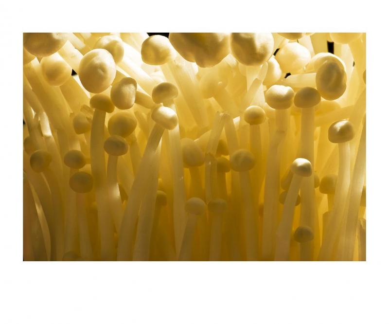 点击大图看下一张：金针菇图片