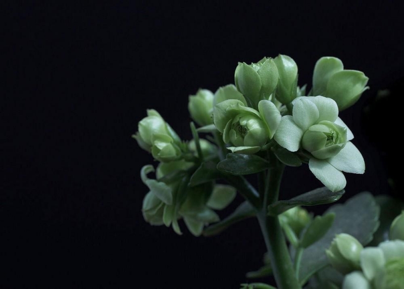 点击大图看下一张：绿色长寿花图片