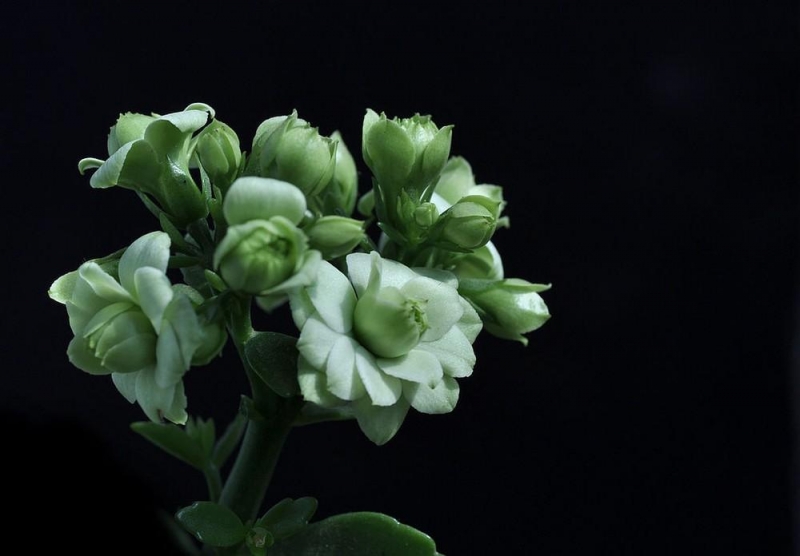 点击大图看下一张：绿色长寿花图片