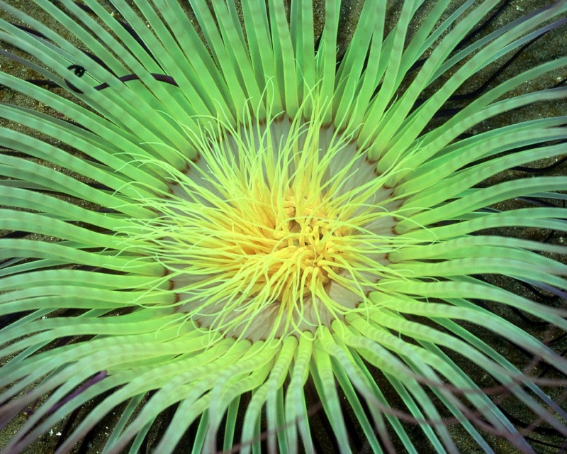 点击大图看下一张：珊瑚海葵图片