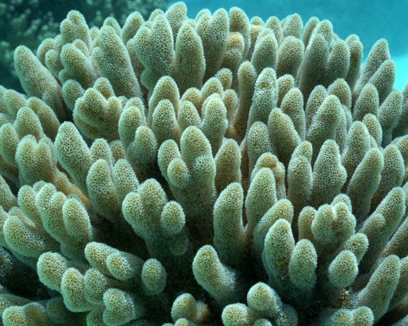 点击大图看下一张：珊瑚海葵图片