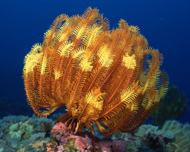 点击大图看下一张：珊瑚海葵图片