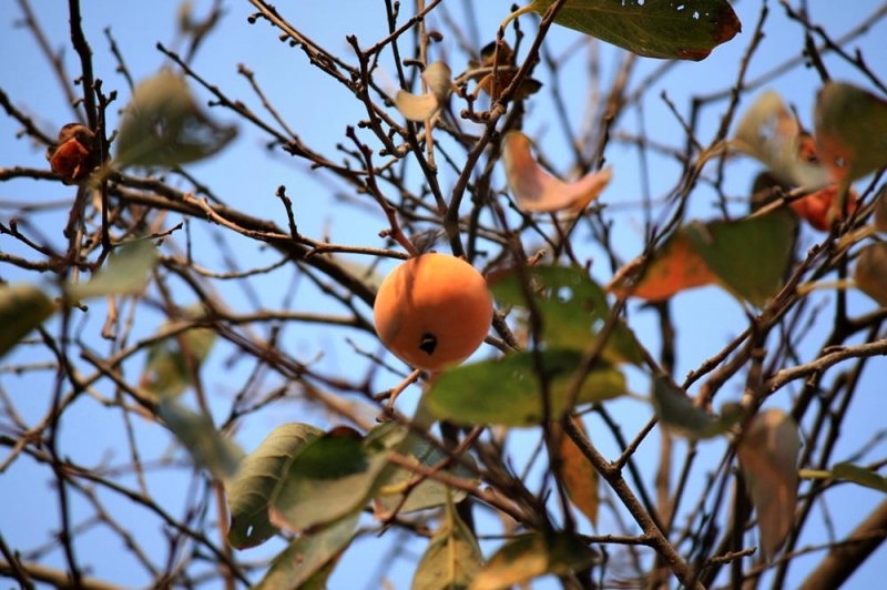 点击大图看下一张：柿子挂枝头