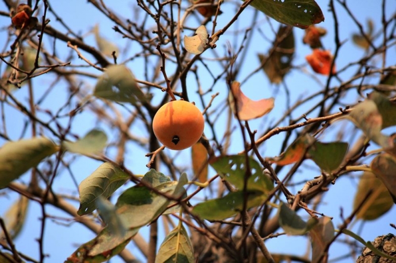 点击大图看下一张：柿子挂枝头