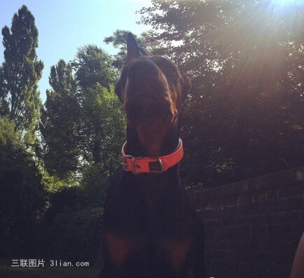 点击大图看下一张：杜宾犬图片