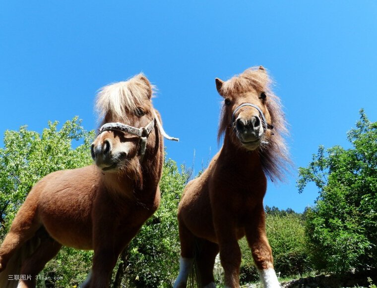 点击大图看下一张：短腿小马图片