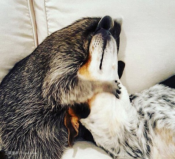 点击大图看下一张：浣熊与狗的爱情图片