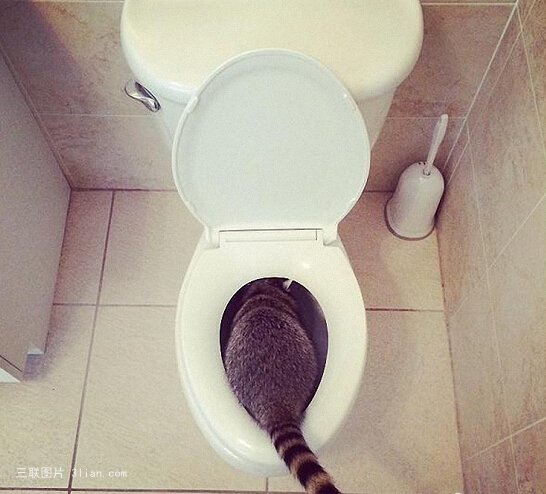 点击大图看下一张：浣熊与狗的爱情图片