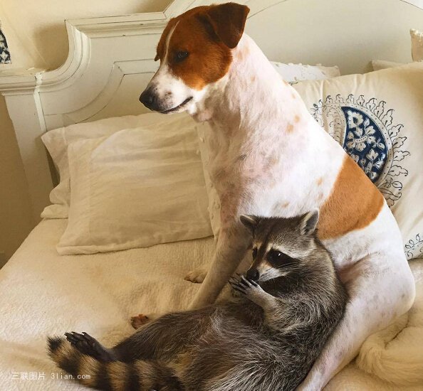 点击大图看下一张：浣熊与狗的爱情图片