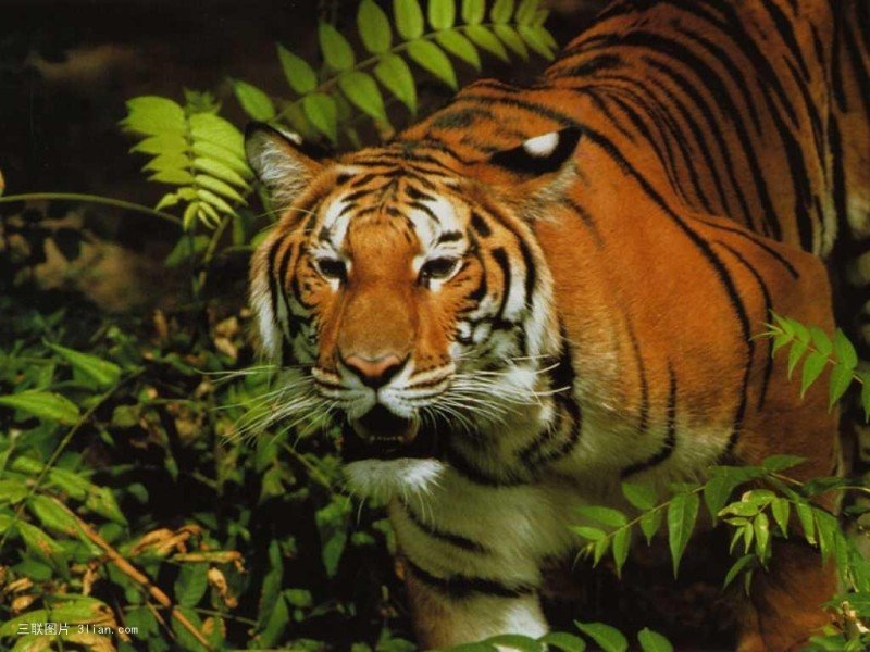点击大图看下一张：森林之王老虎图片