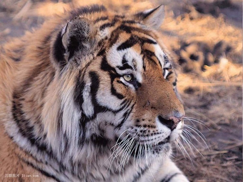 点击大图看下一张：森林之王老虎图片