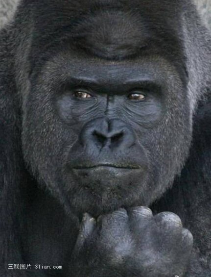 点击大图看下一张：史上最高冷的猩猩图片