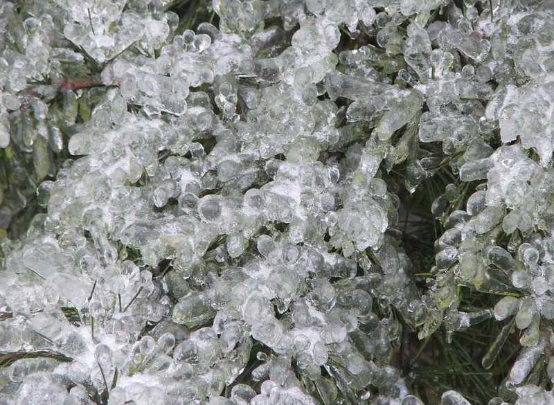 点击大图看下一张:冰果银树图片