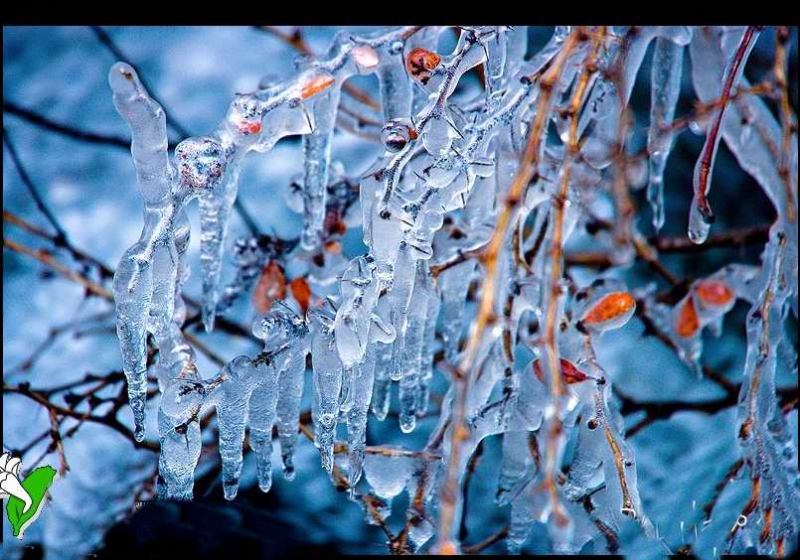 点击大图看下一张:冰果银树图片