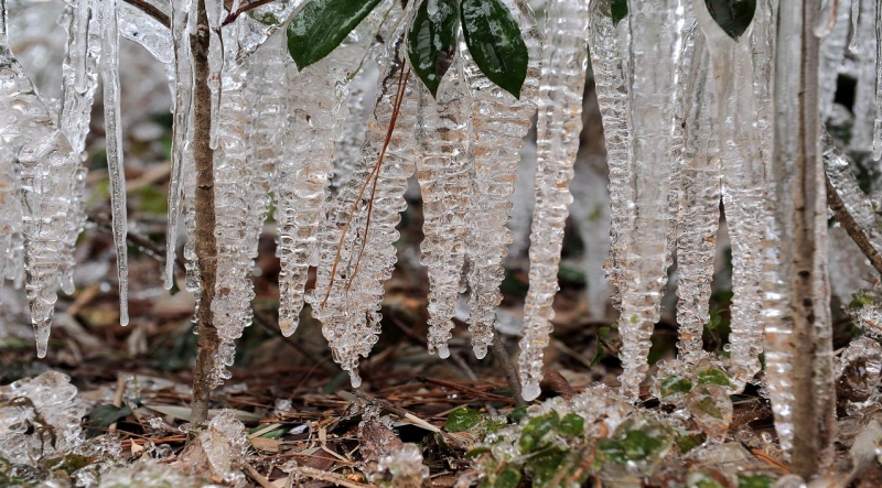 点击大图看下一张:冰果银树图片
