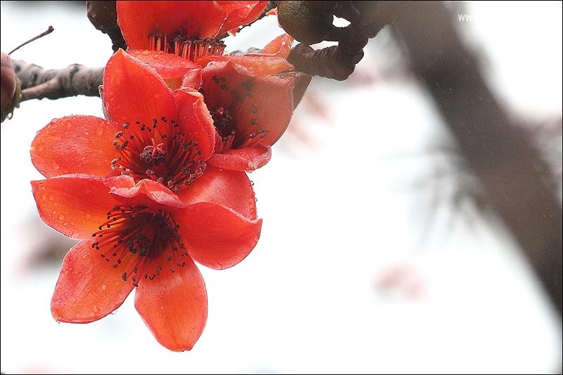 点击大图看下一张：红棉图片